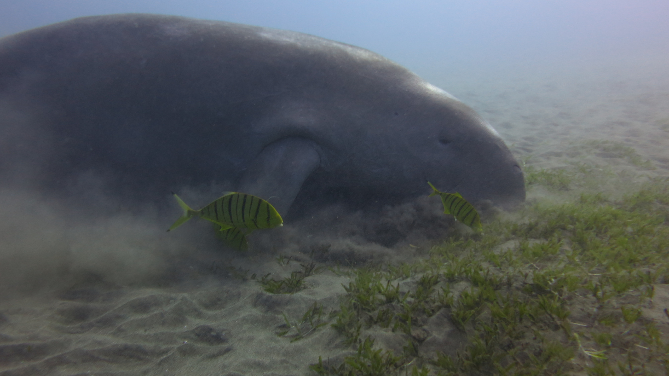 Flank of a dugong with individual markings, accompanied by golden trevallies