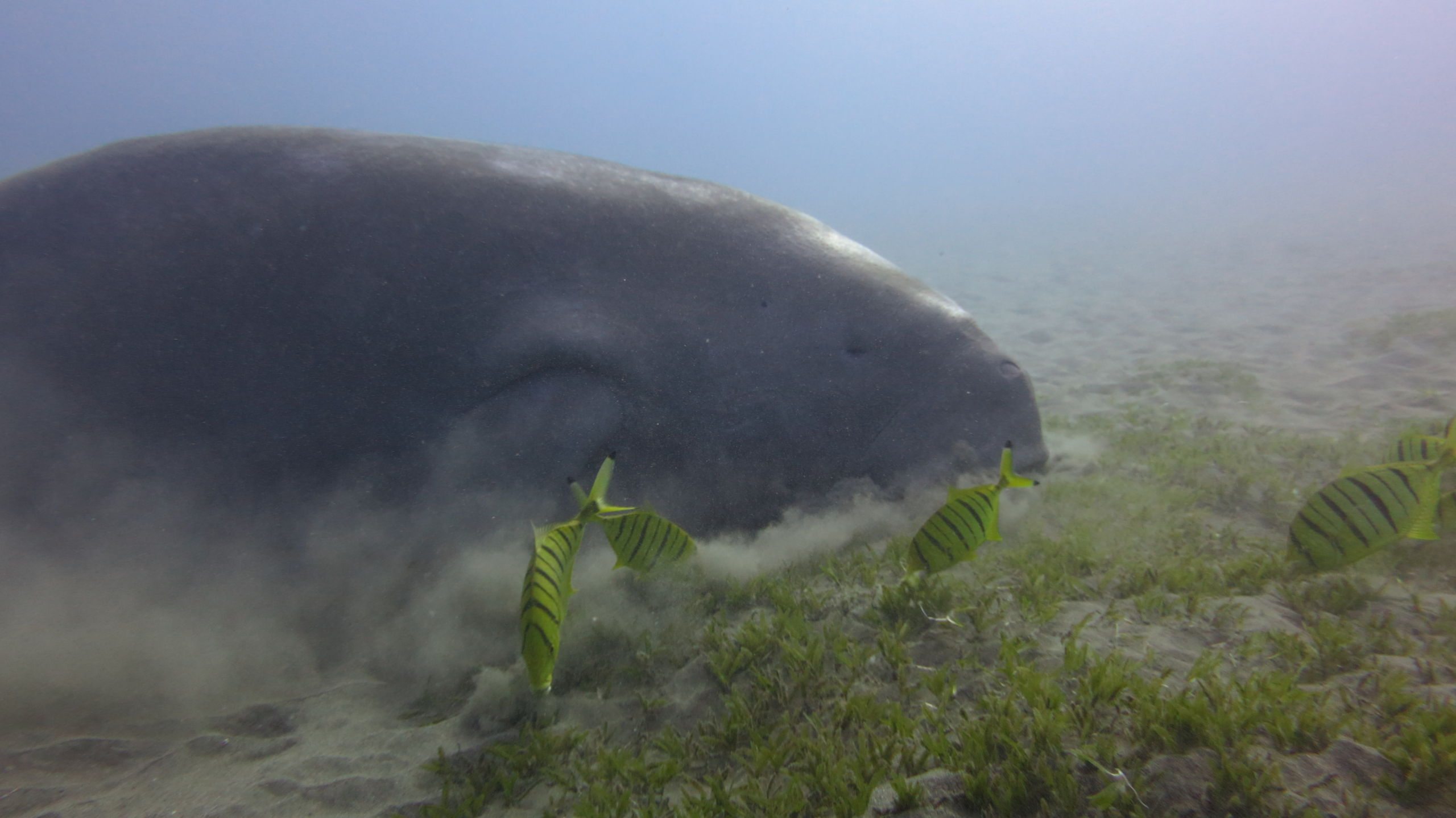 Side view of a dugong swimming over a seagrass meadow