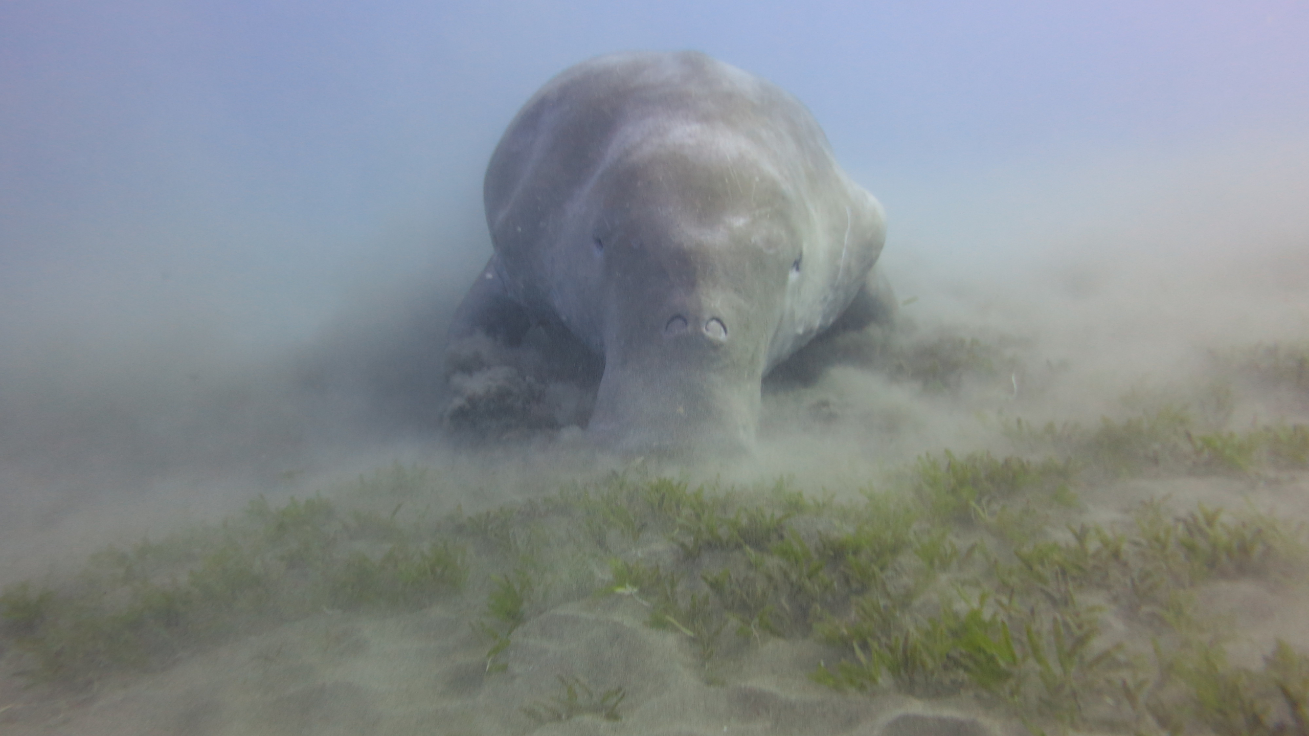 Dugong grazing on a seagrass meadow