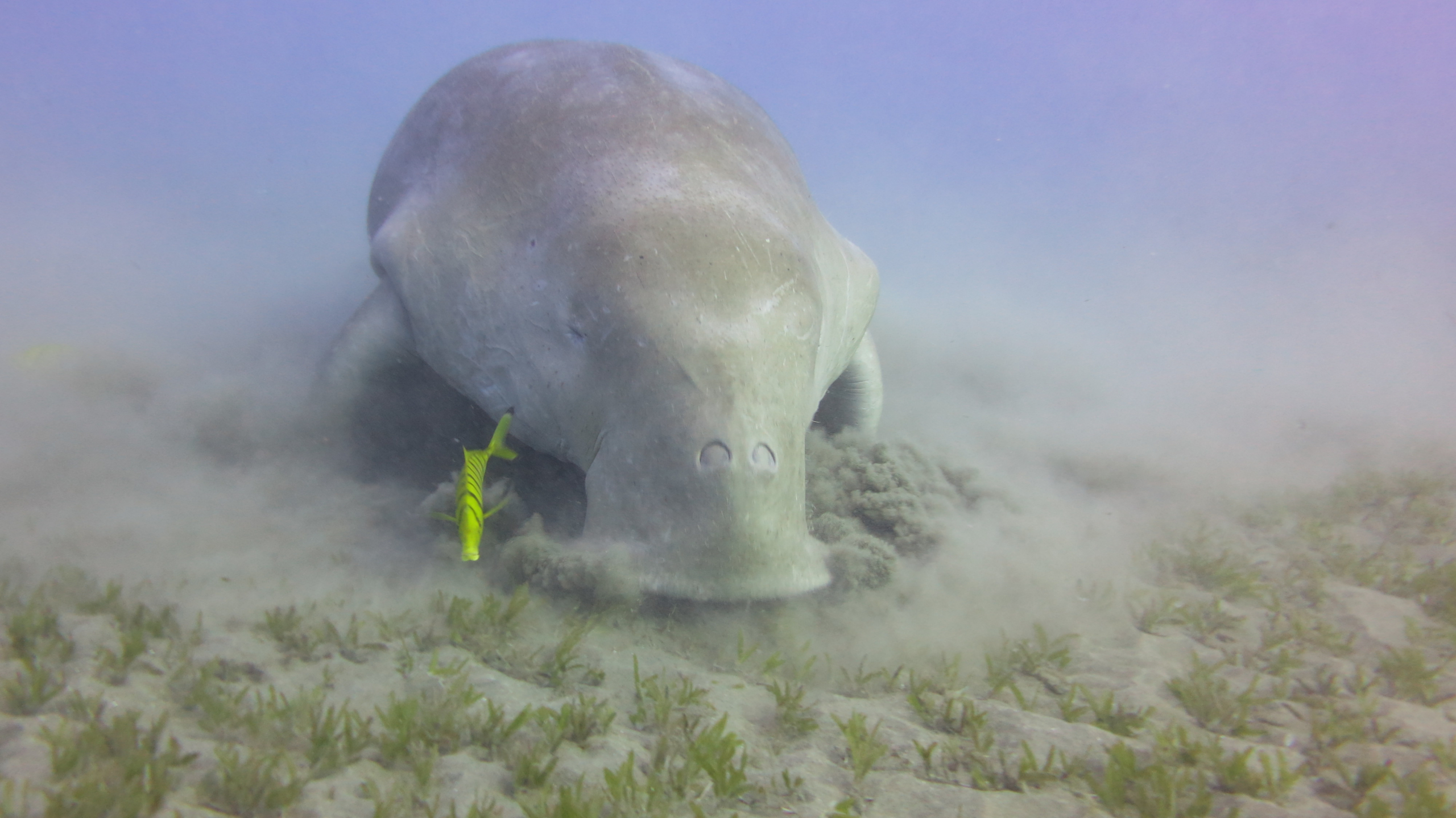 Dugong feeding on seagrass, facing the camera