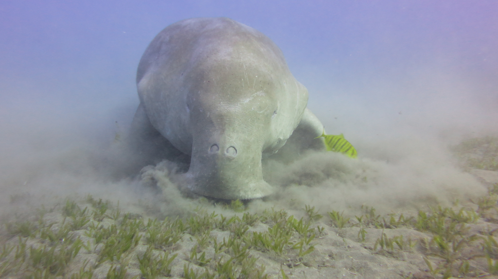 Ein Dugong von vorne beim Fressen im Seegras; aufgewirbelter Sand zeigt die typischen Fraßspuren