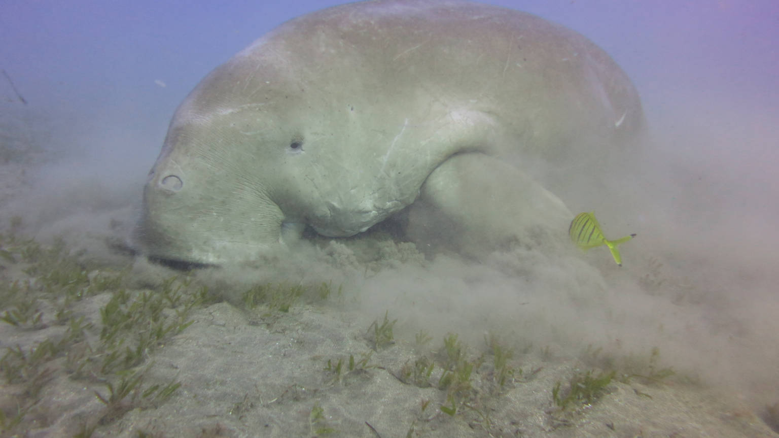 Ein Dugong grast im Seegras auf sandigem Meeresboden im Roten Meer, begleitet von kleinen gelben Fischen